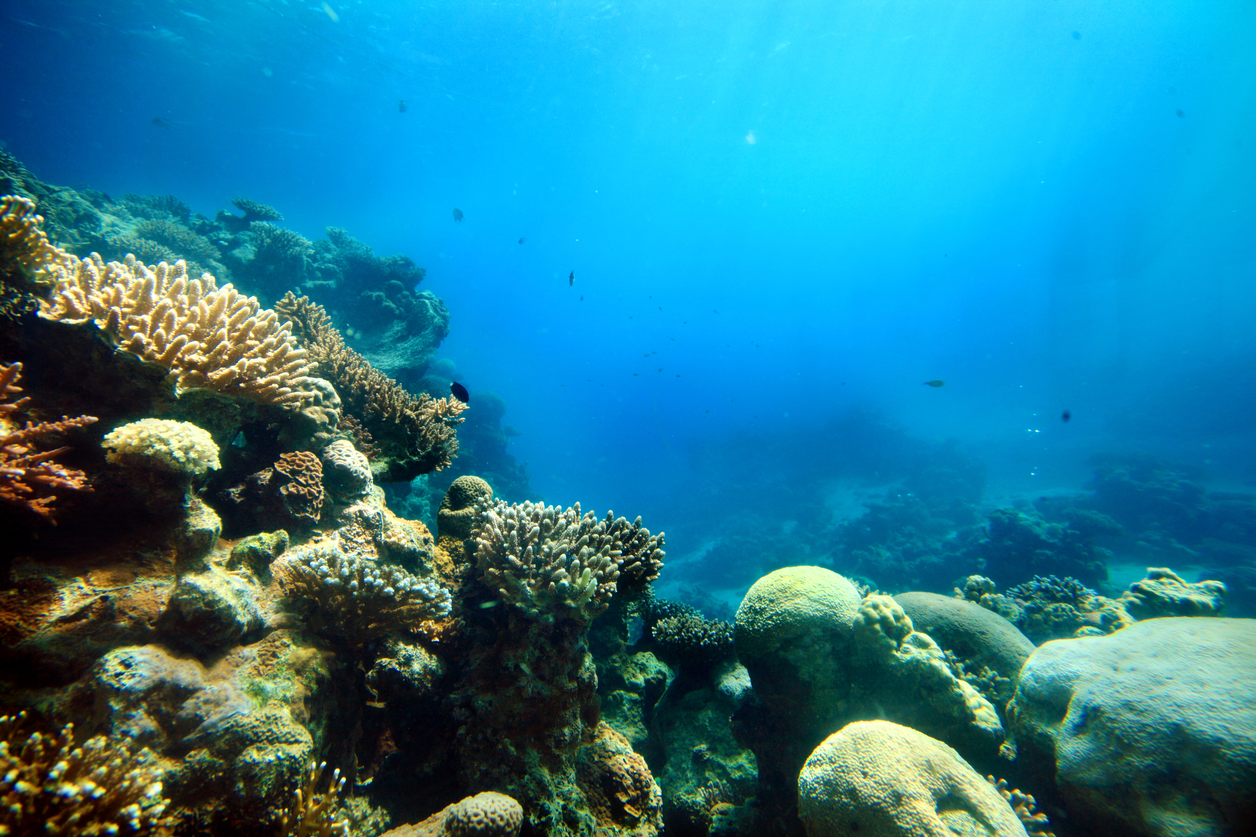 Corals deep in the sea