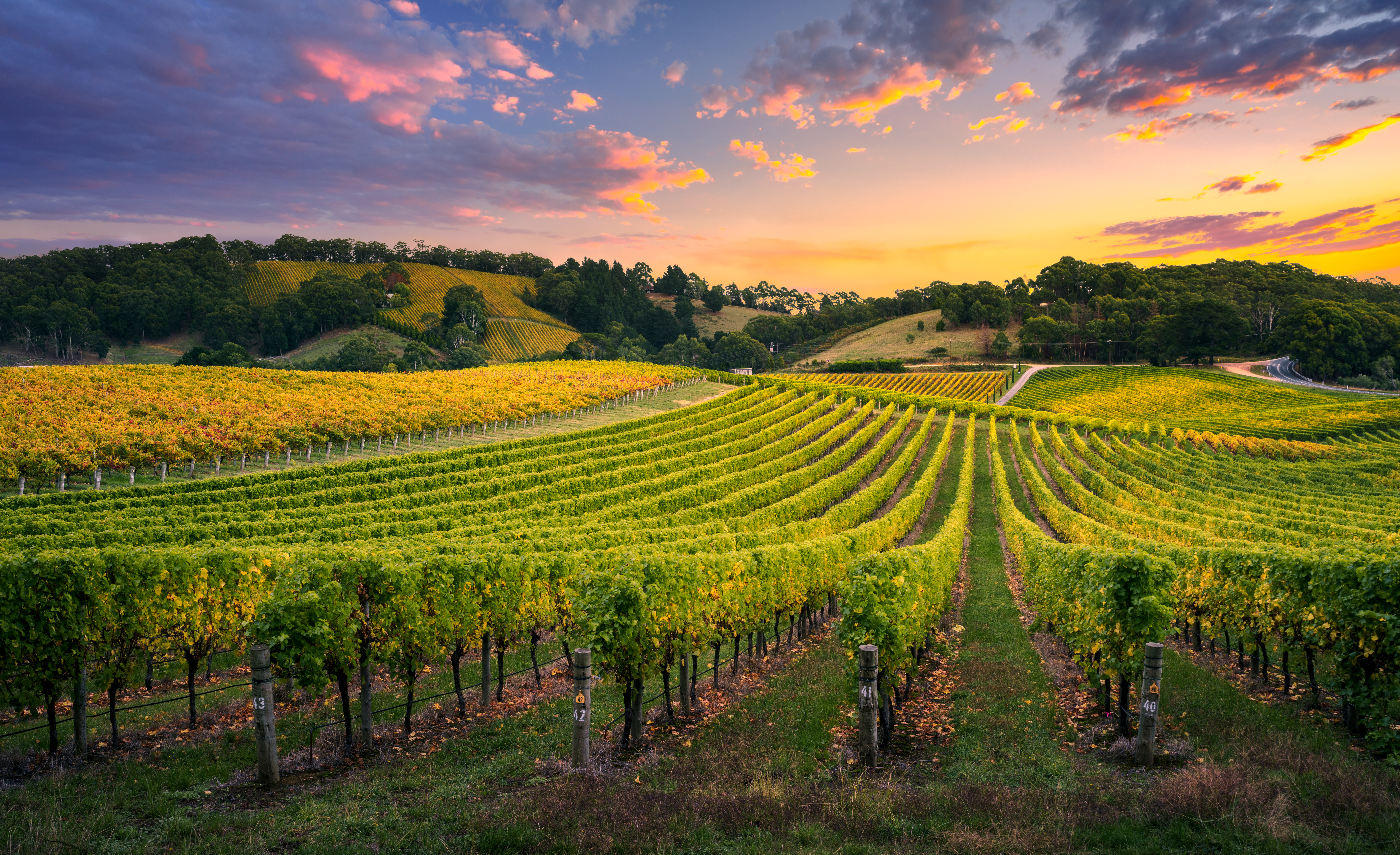 Beautiful Vineyard stretching over hills with colourful sky overhead