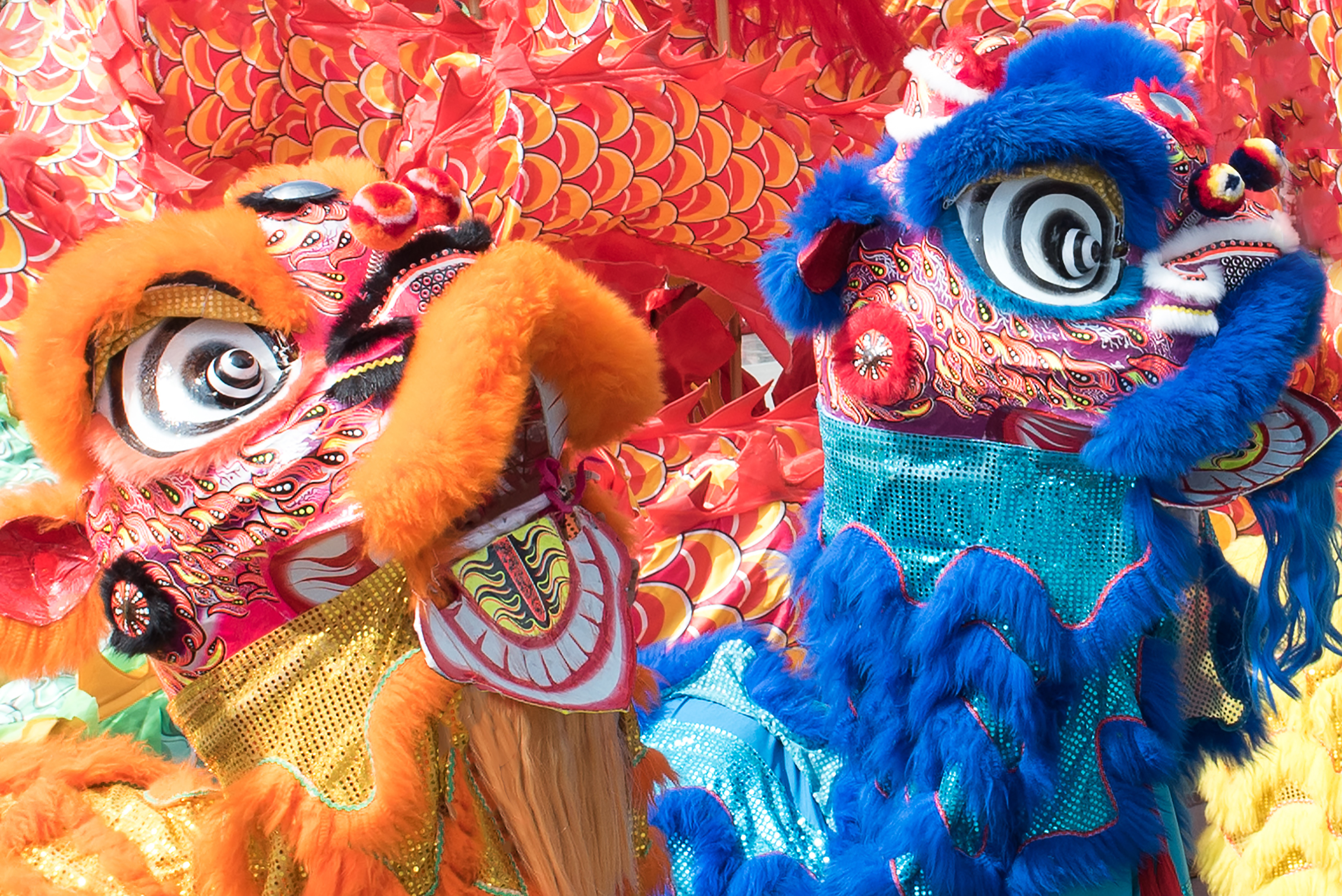 Two colorful dragon dance costumes with large expressive eyes and vibrant fur, set against a background of red and gold decorations.