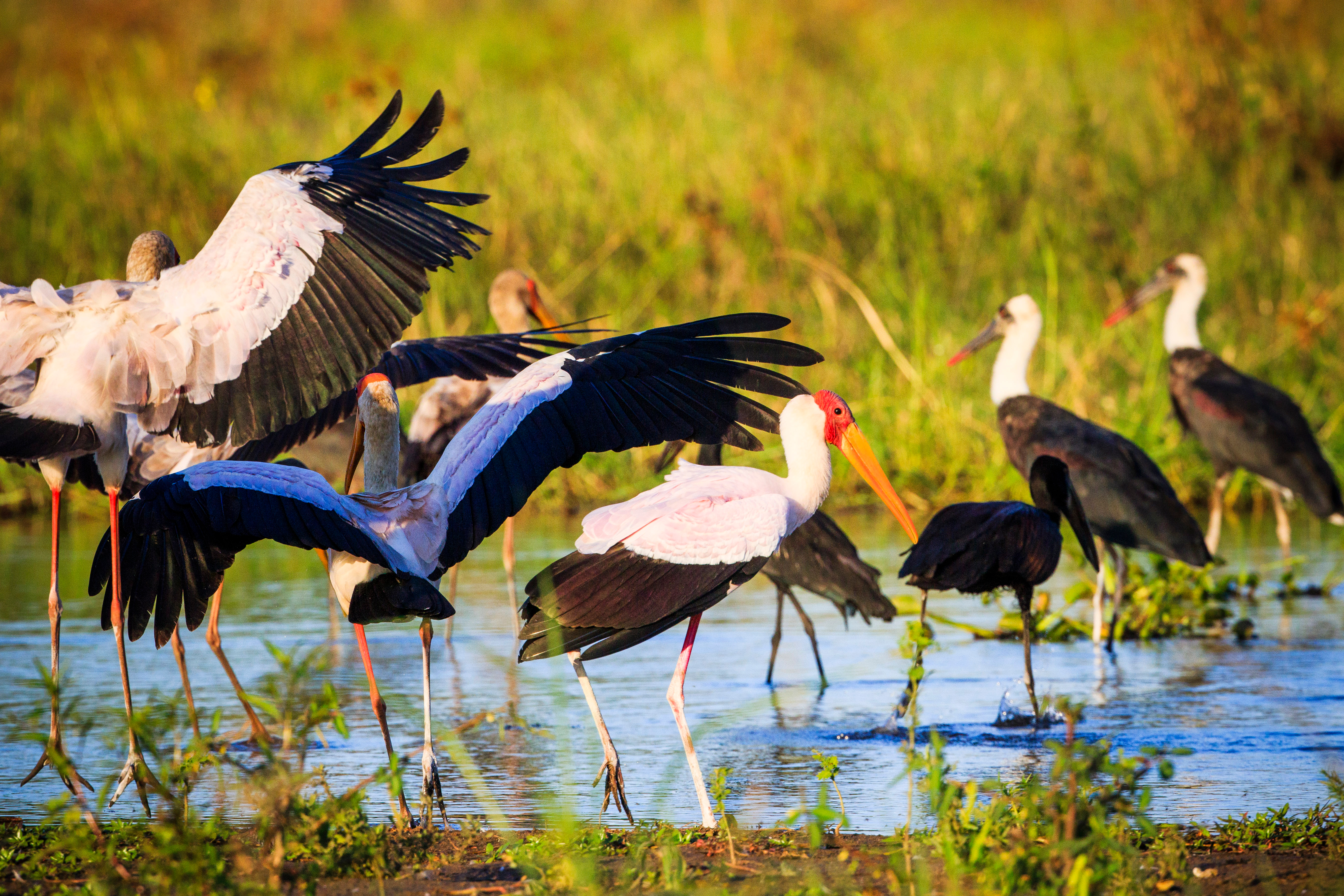 Yellow-billed storks in Liwonde N.P. - Malawi