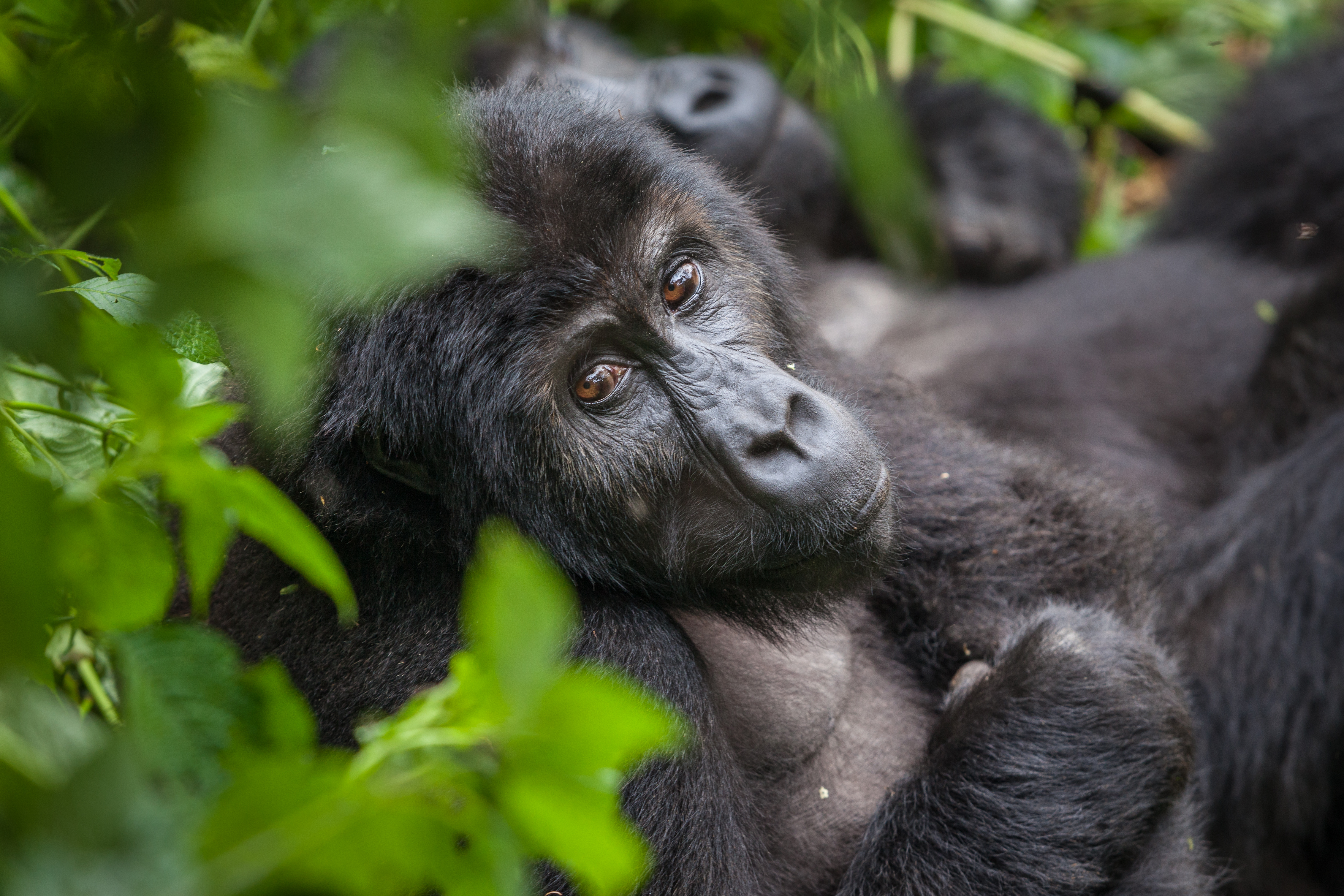 Mountain gorilla - Rwanda