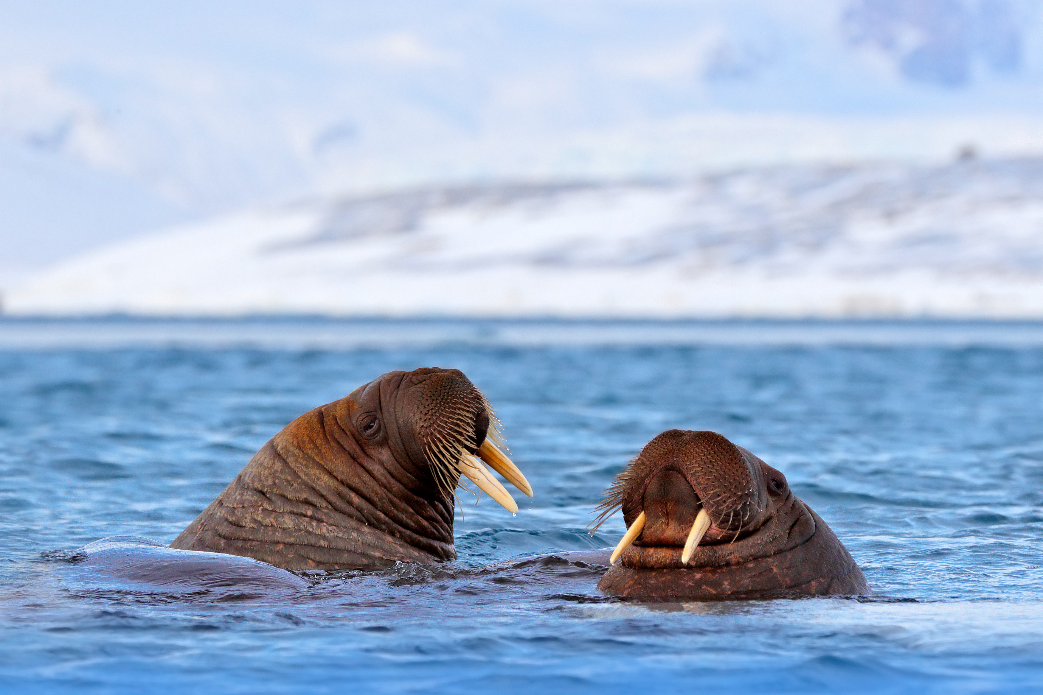 Walrus, Odobenus rosmarus, in the sea water, Svalbard, Norway.