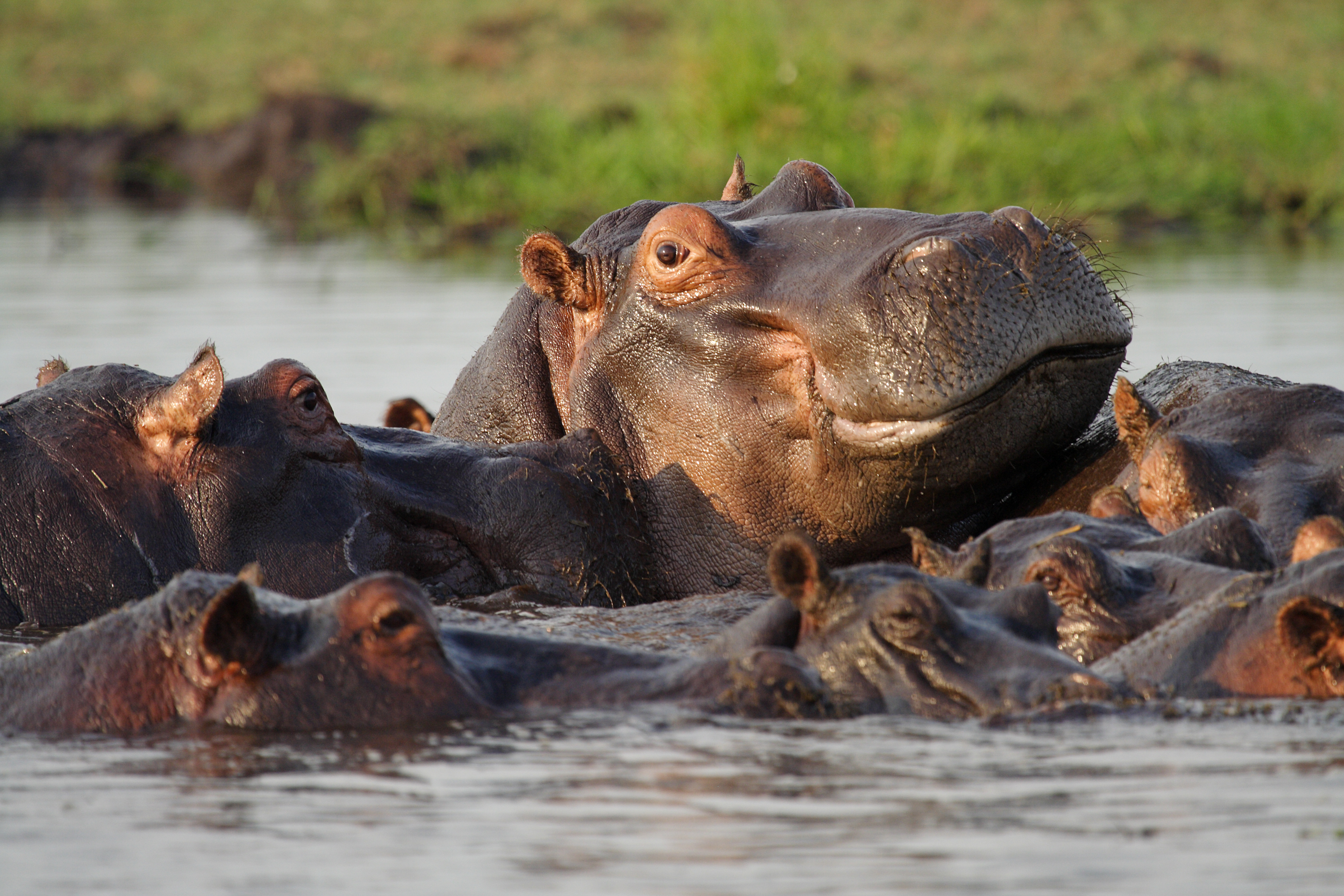 Hippopotamus pool, Chobe River, Botswana