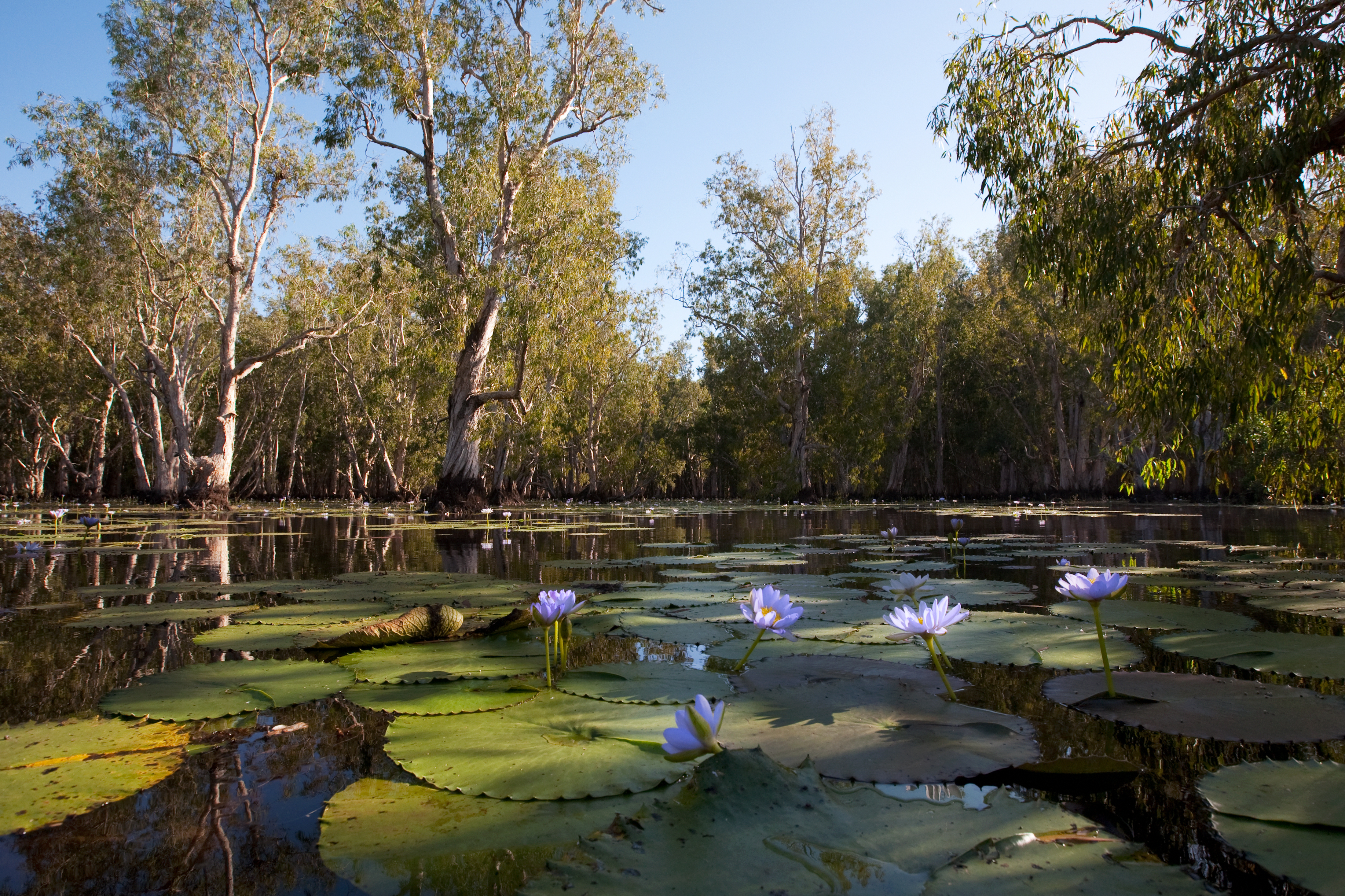 Mangrove trees and beautiful blue Lotus flowers in Kakadu National Park