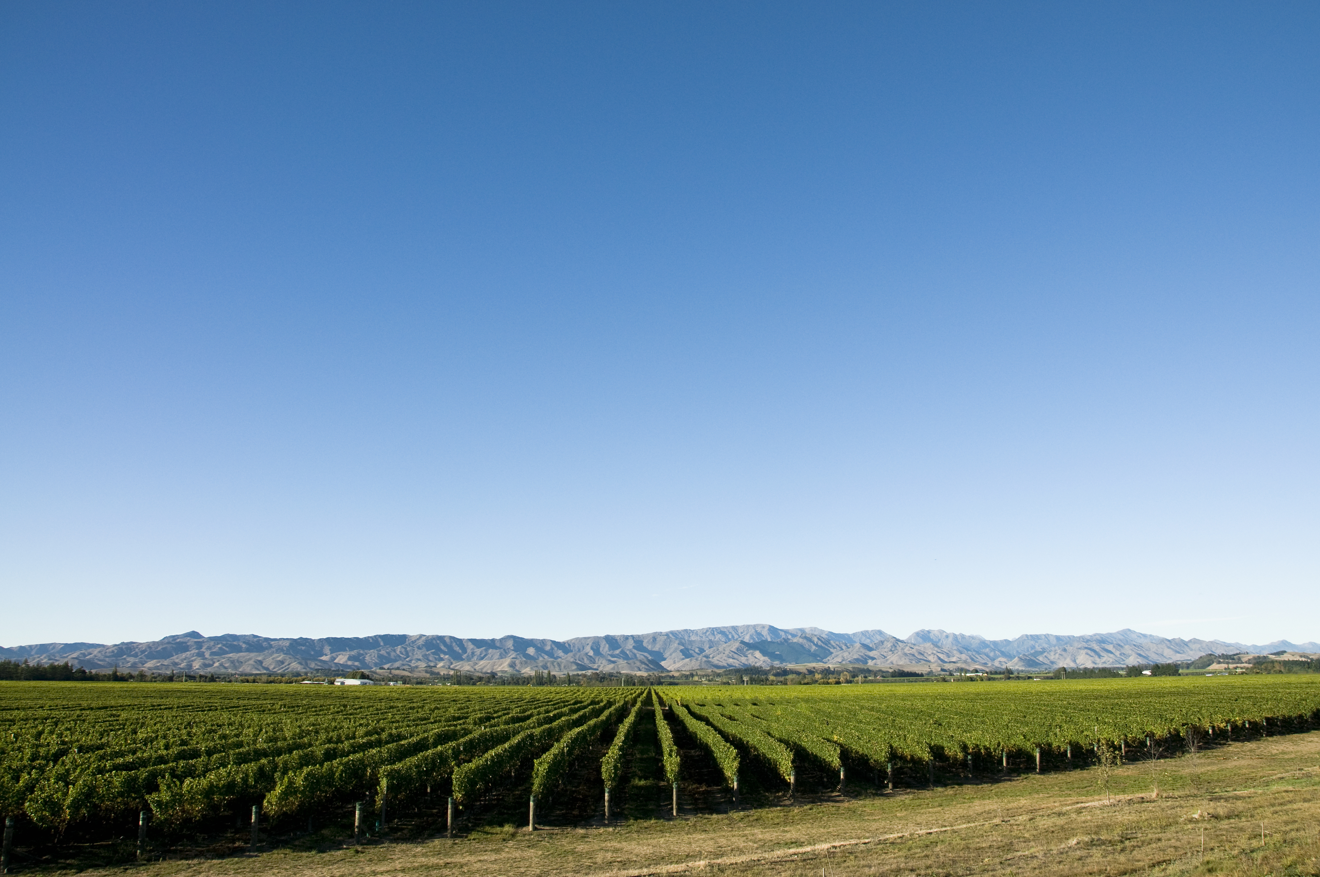 Rows of vines and distant mountains near Blenheim in the Marlborough
