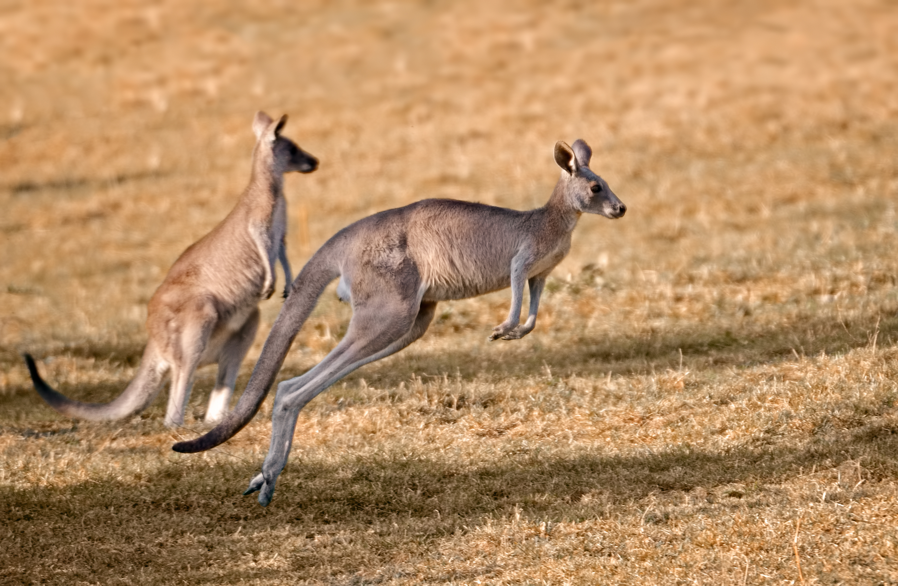 Red kangaroos in nature, one of them is jumping