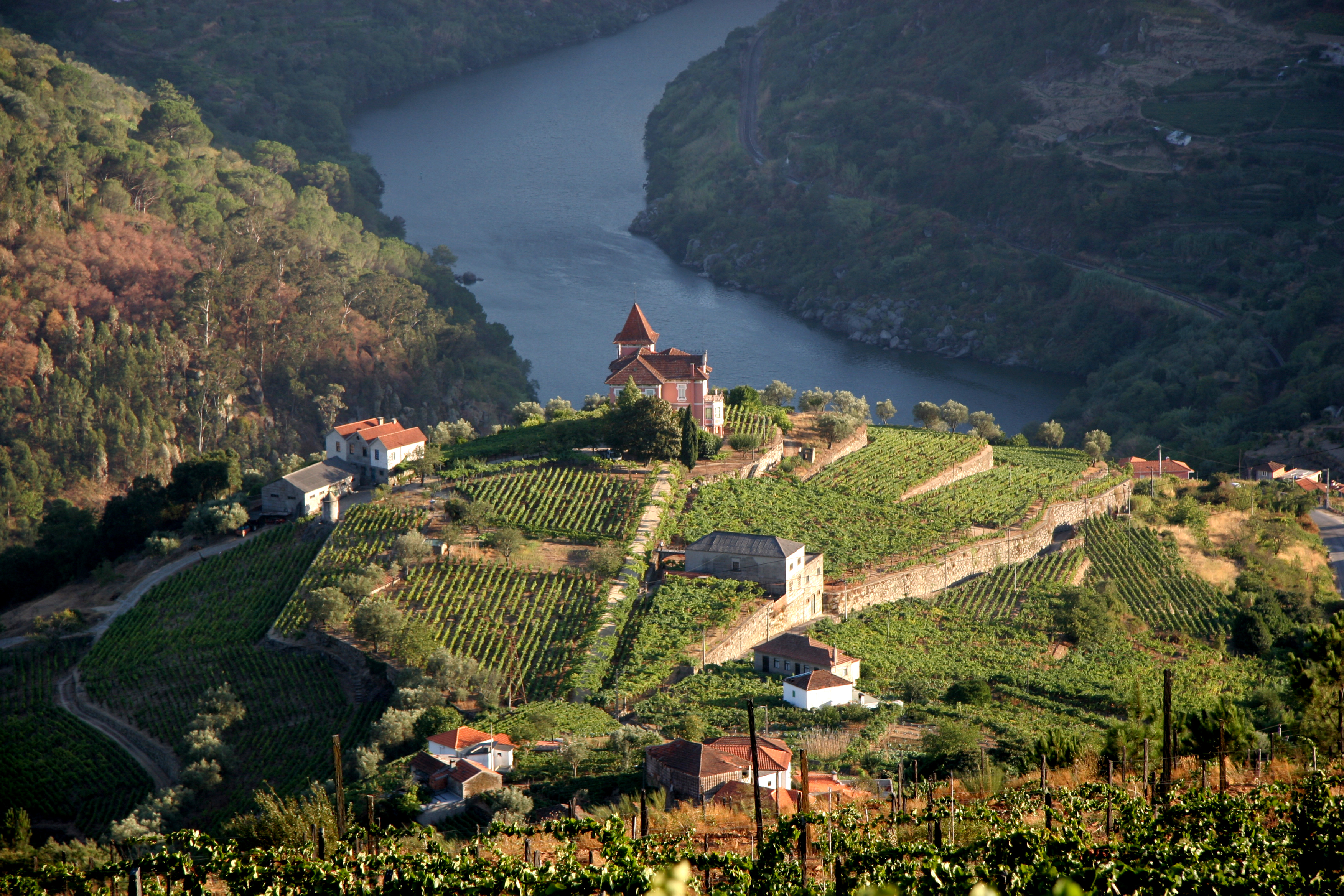 Vineyard in Douro Valley, Portugal