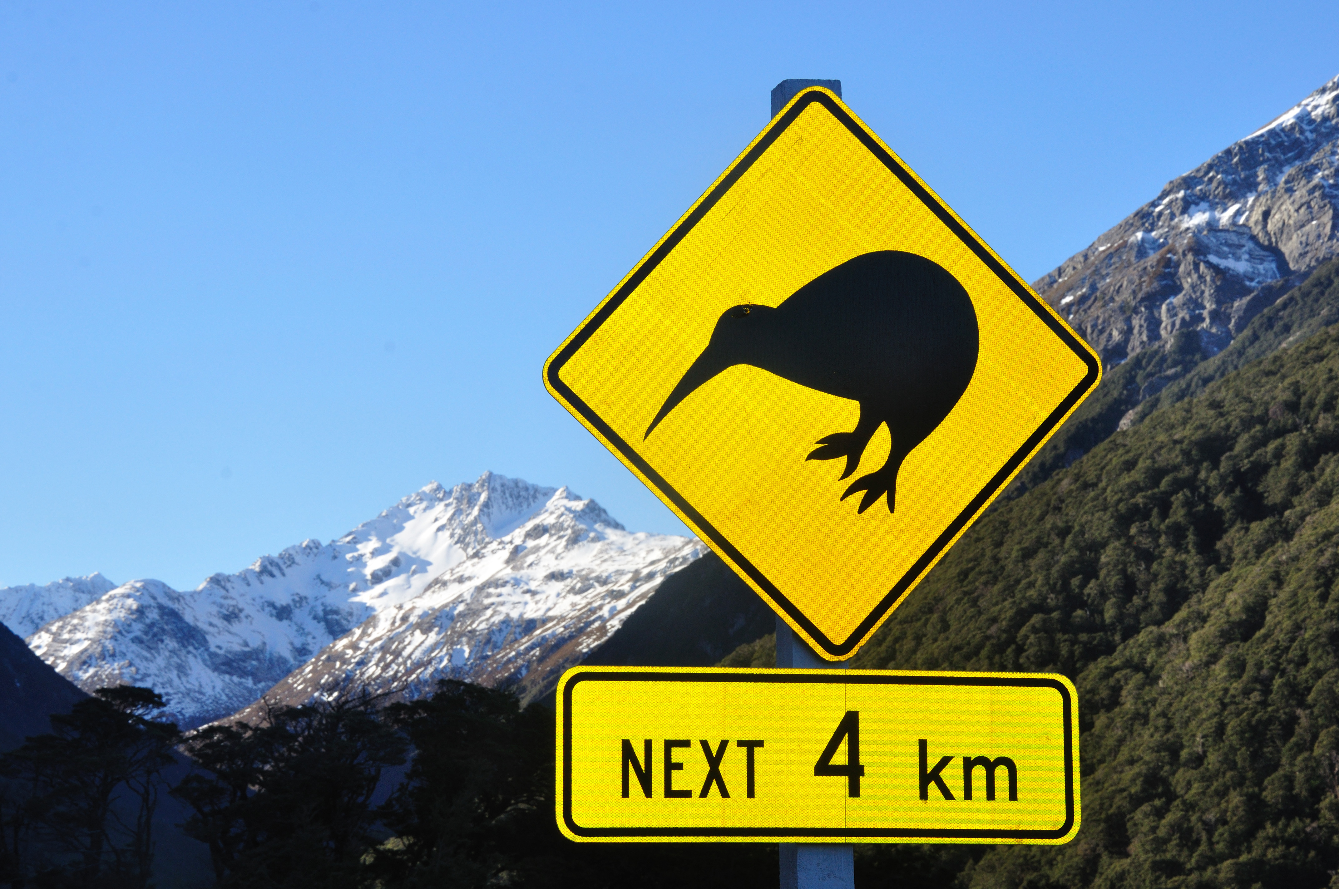 Road sign warning of kiwis near Arthurs Pass, South Island, New Zealand