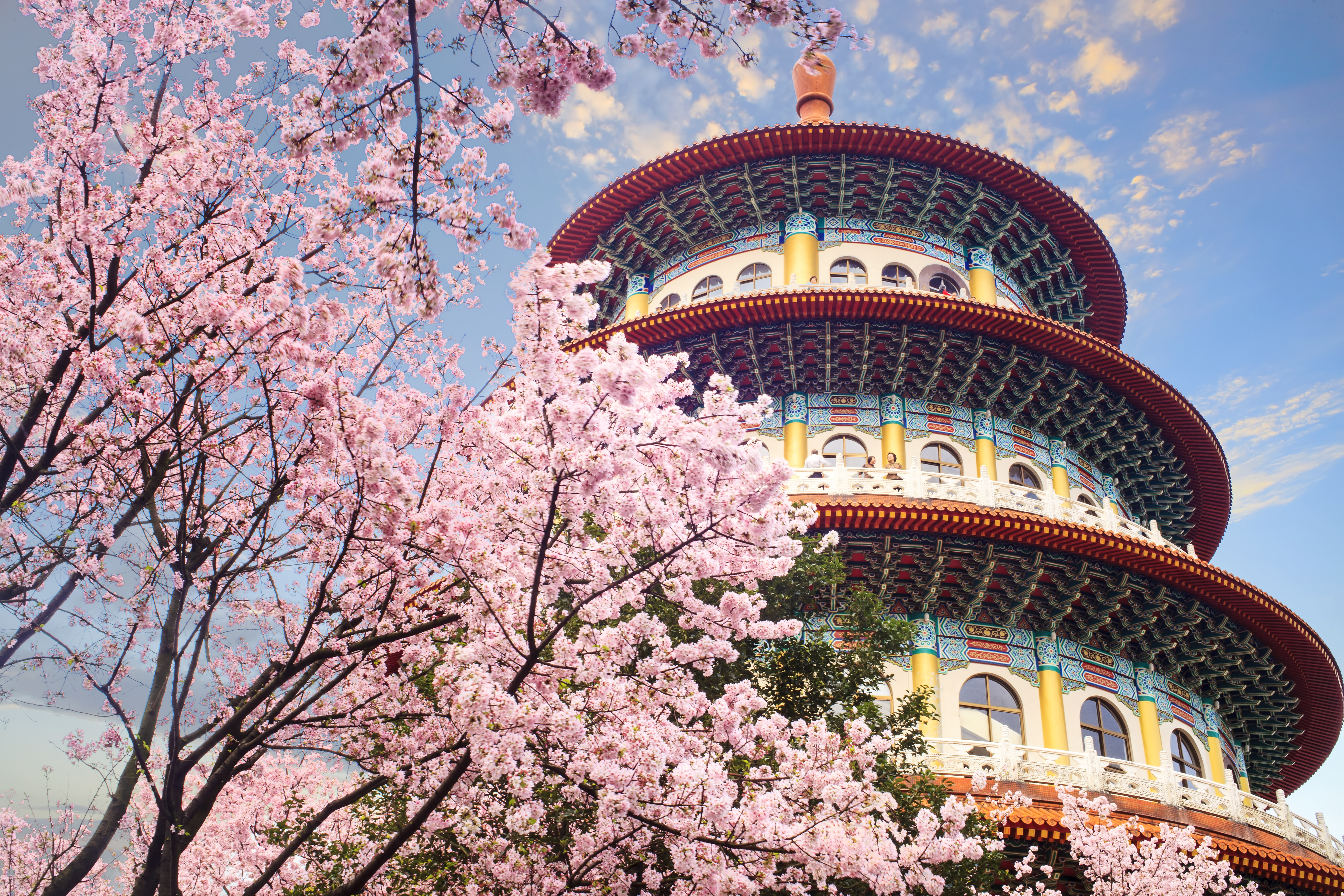 Sakura garden in Taipei, Taiwan