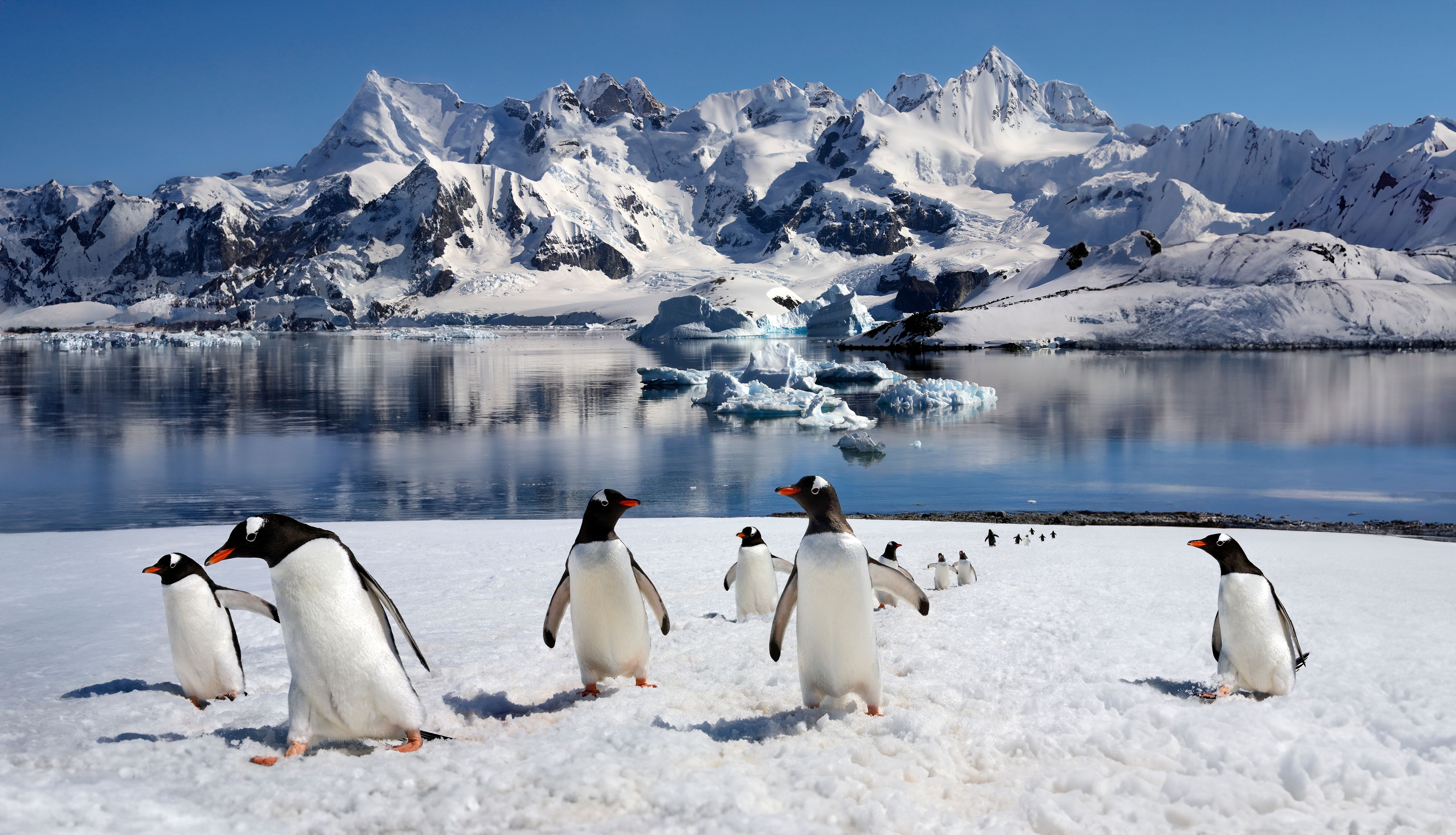 Explore all of the Arctic & Antarctica