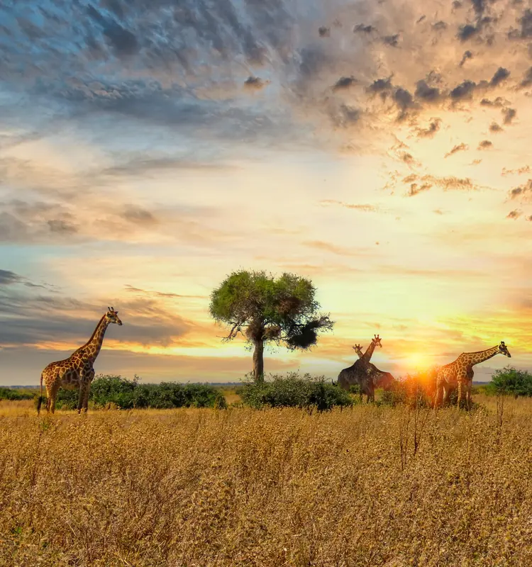 Africa