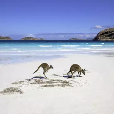 Kangaroo family on the beach of Lucky bay, Esperance, Western Australia