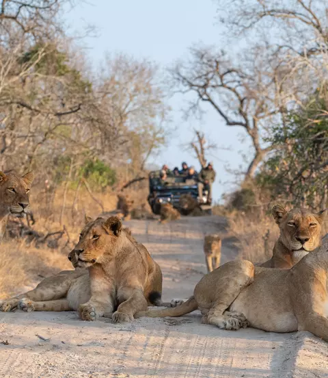 Tourists on an open safari vehicle viewing lions on a Safari in South Africa