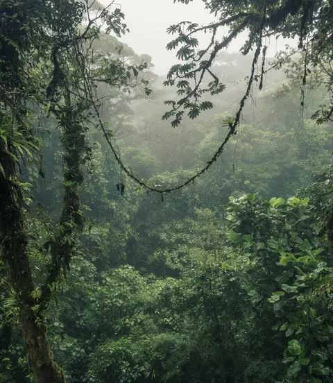 The Monteverde Cloud Forest Reserve is a Costa Rican reserve located along the Cordillera de Tilarán where there are more than 3,200 species of plants.