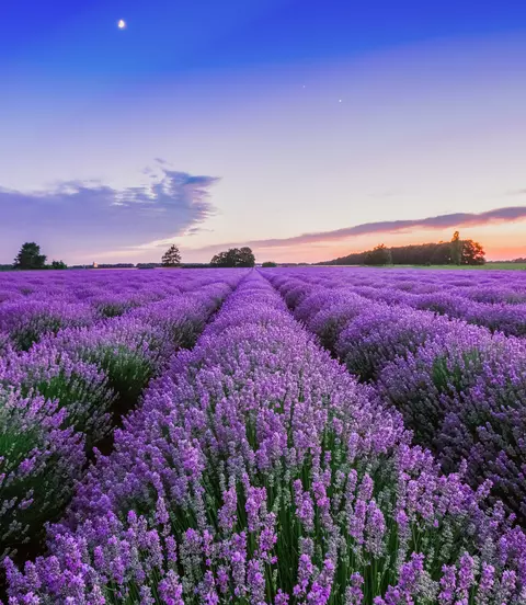 Sunrise and dramatic clouds over lavender field