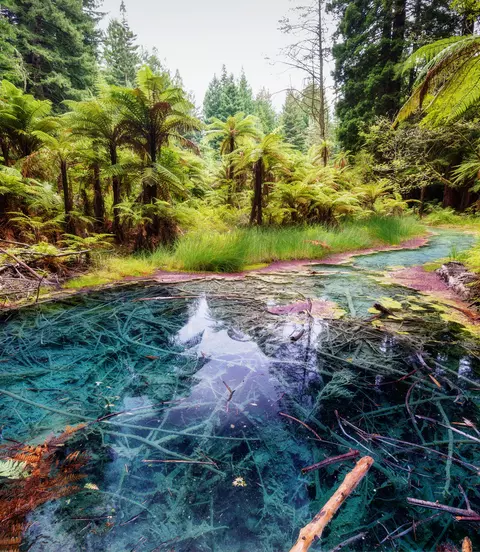 The Redwoods Whakarewarewa Reflection Pool Forest Rotorua