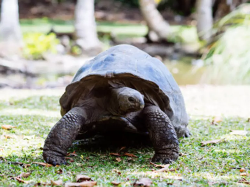 The Giant Tortoise is only found in the in the Seychelles and the Galapagos Islands The Giant Tortoise is only found in the in the Seychelles and the Galapagos Islands