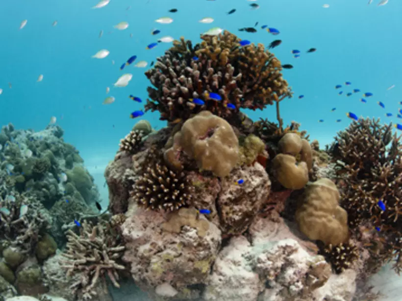 Snorkel and dive in crystal clear waters Snorkel and dive in crystal clear waters