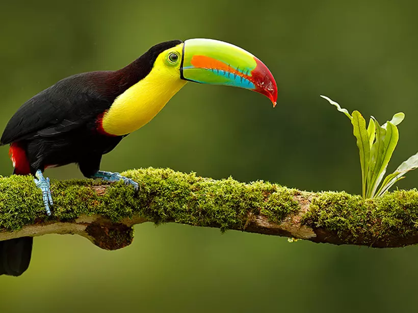 Costa Rica is home to over bird species including the Keel-billed toucan