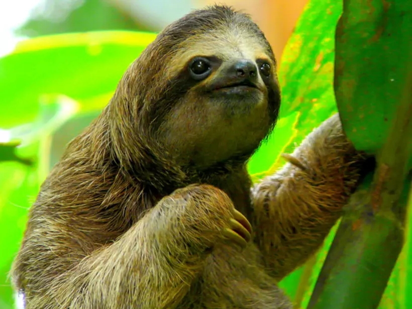 Costa Rica's rainforests are the perfect home for sloths