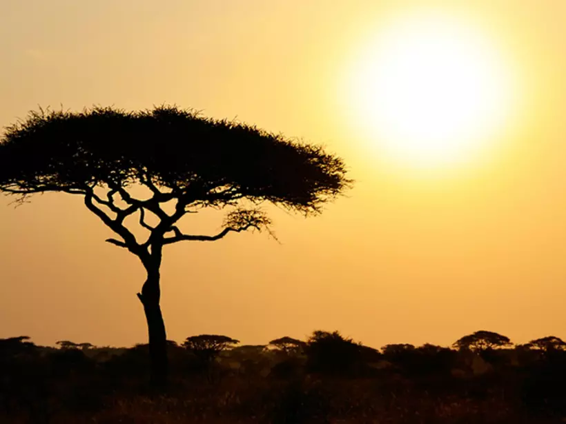 The rising sun in Serengeti