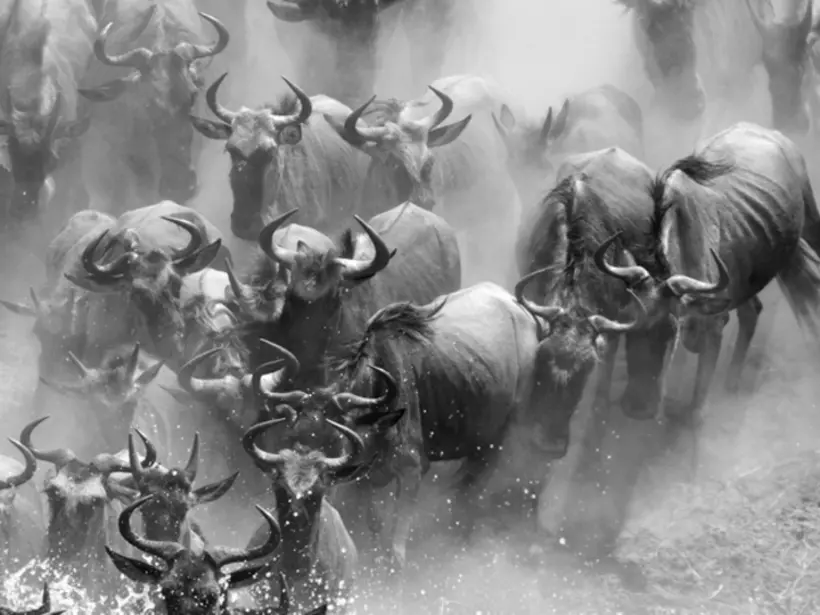 Wildebeest crossing the Mara River during the migration makes for a spectacular photos on your Tanzania safari.