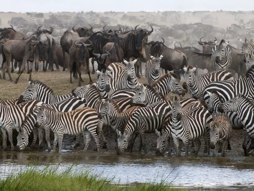 Zebras drinking in at a water hole in Serengeti National Park