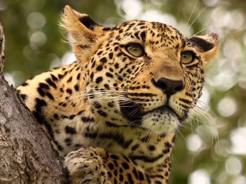 A leopard up high in a tree