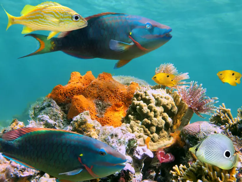 Multicolored sealife of the caribbean