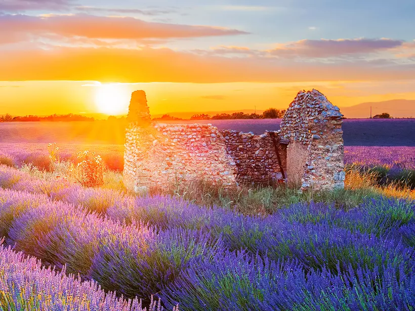 Walk through the lovely lavender fields of Provence for an unforgettable excursion