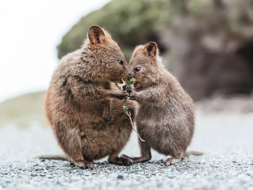 Baby and mum quokka eating green twigs. Cute quokkas on Rottnest Island, Western Australia. Animal family