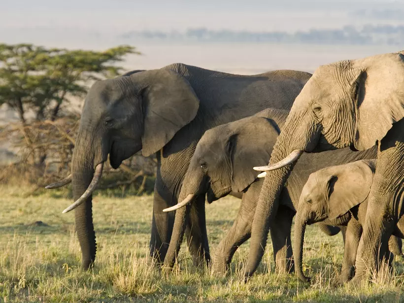 African Elephants on the Masai Mara