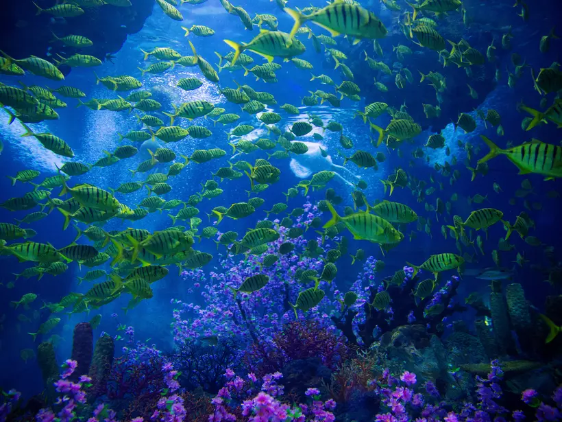 Underwater with fish and reef