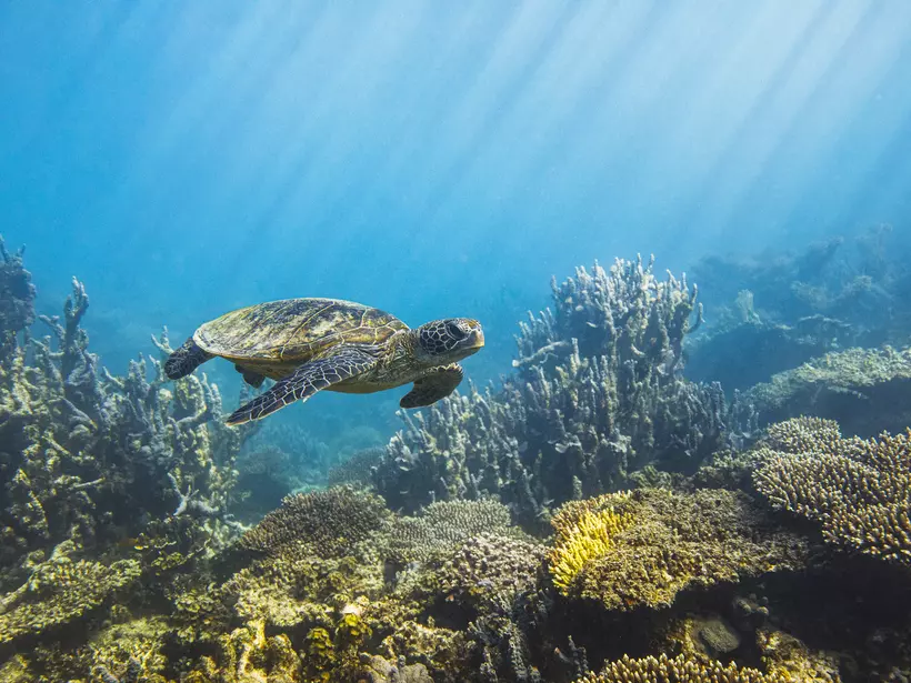 Sea turtle swimming along deep blue ocean reef in morning sun rays