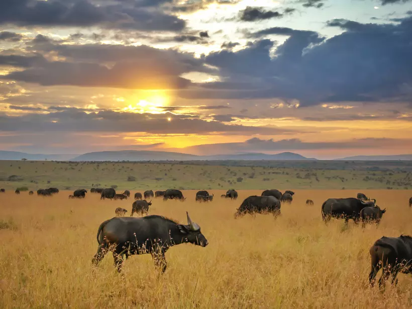 Herd of African buffalo in the Maasai Mara National Reserve