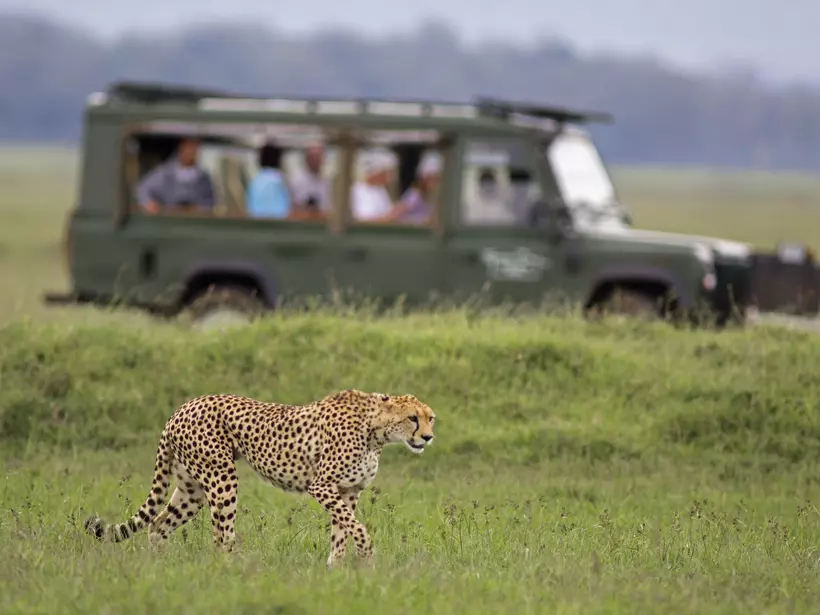 Stalking cheetah watched with safari vehicle background - Masai Mara