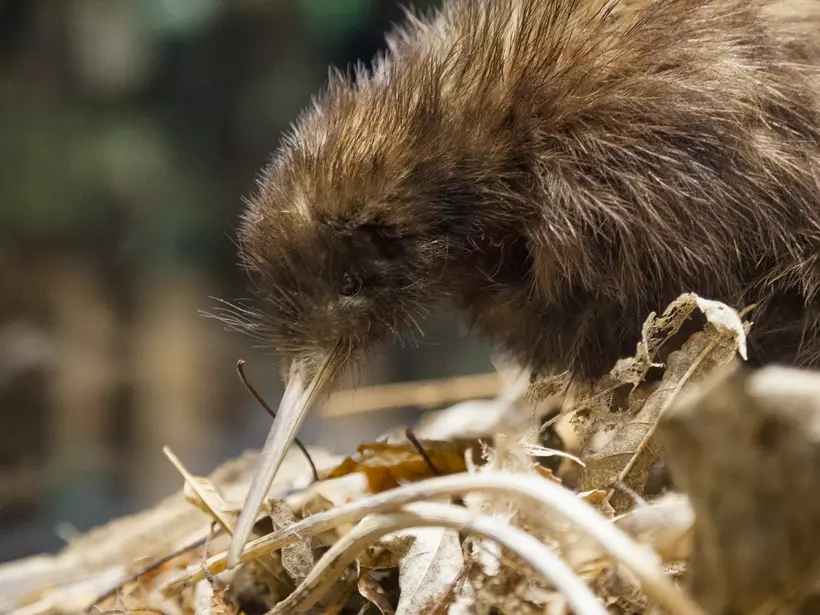 A kiwi bird arranges its nest in the wild in New Zealand.