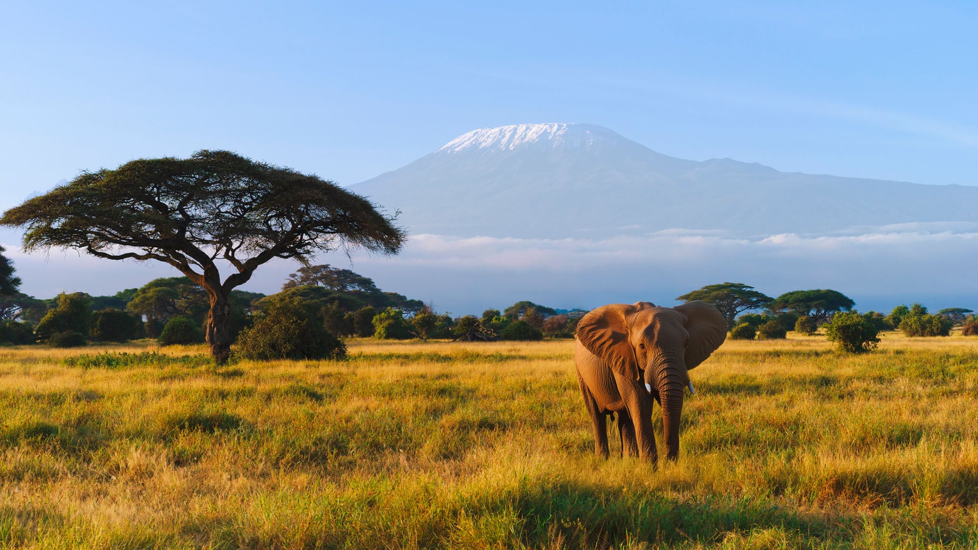 An elephant in front of Mt. Kilimanjaro in Amboseli National Park in Kenya.