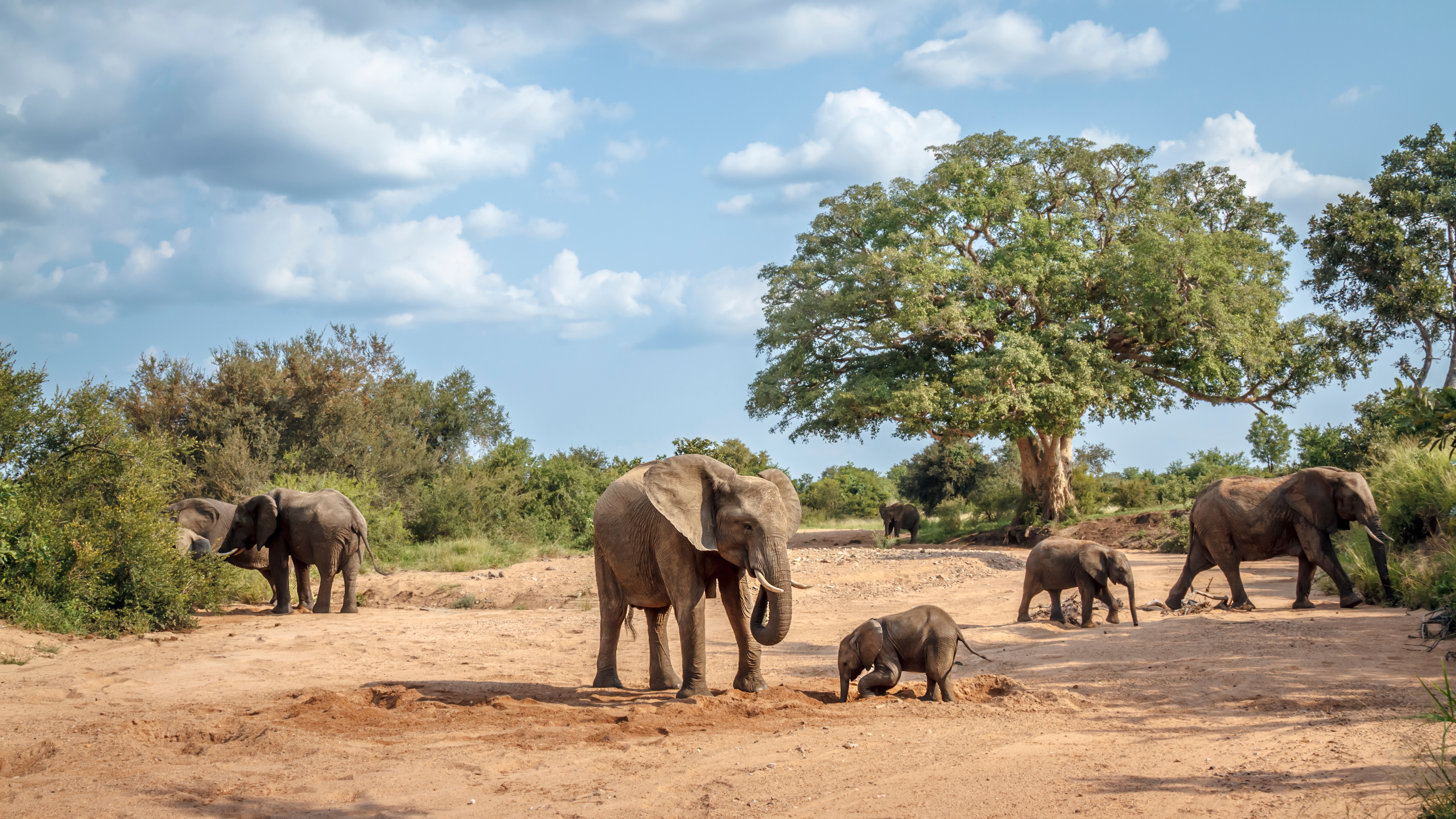 African bush elephant group, Kruger National Park, South Africa