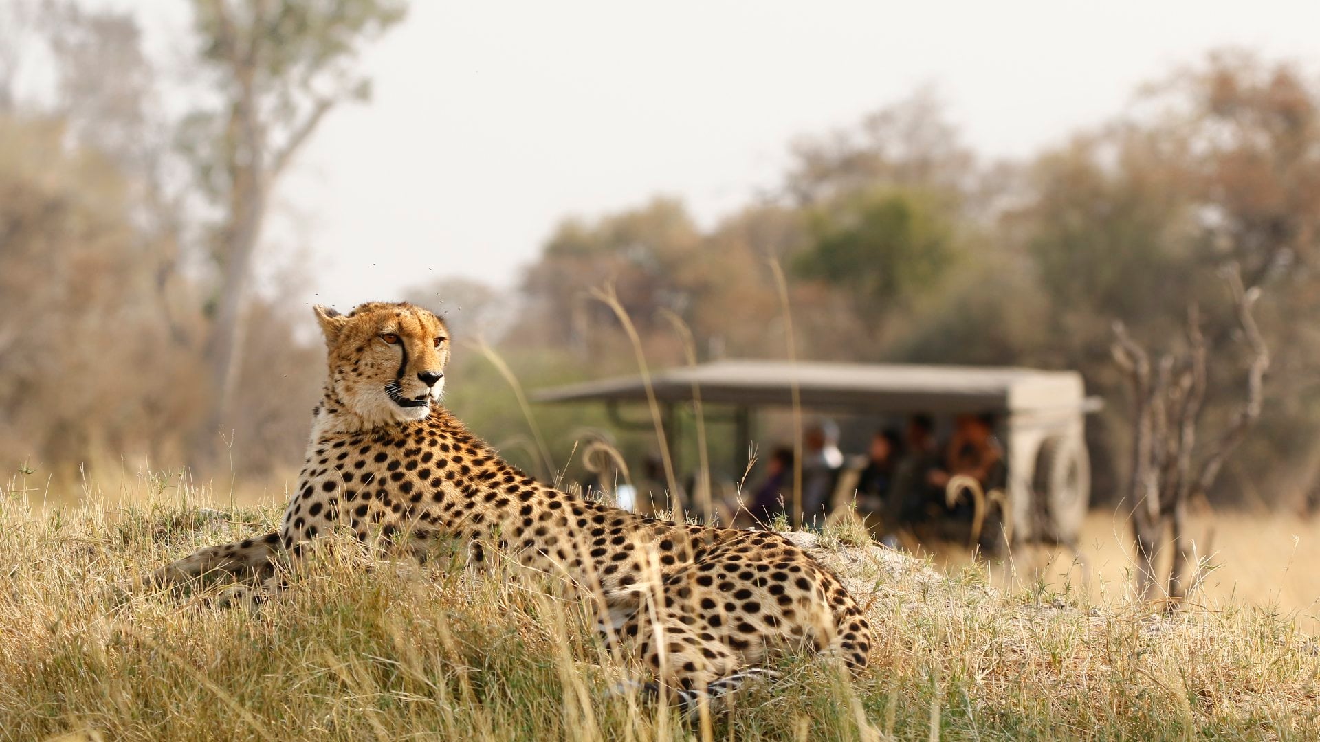 A safari group spot a cheetah 