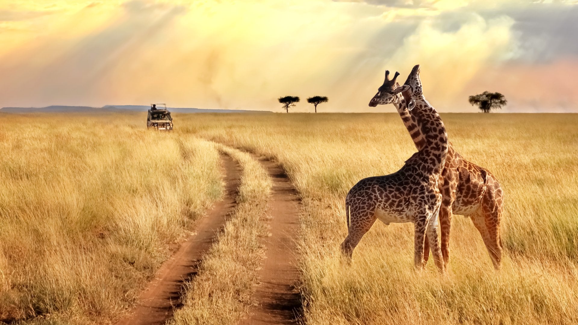 Serengeti National Park Group of giraffes in the Serengeti National Park on a sunset background with rays of sunlight