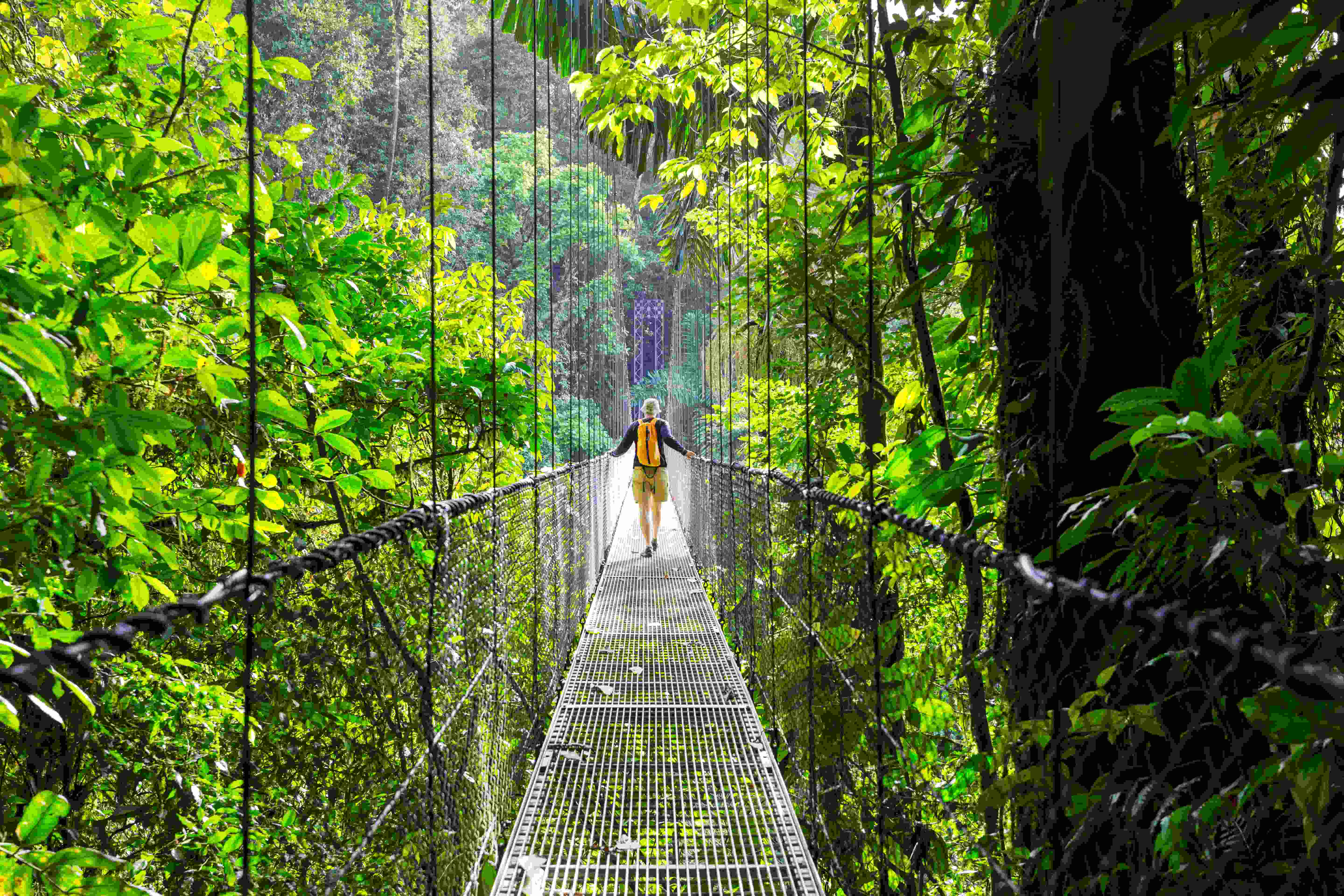 Man walking across hanging bridge in a rainforest