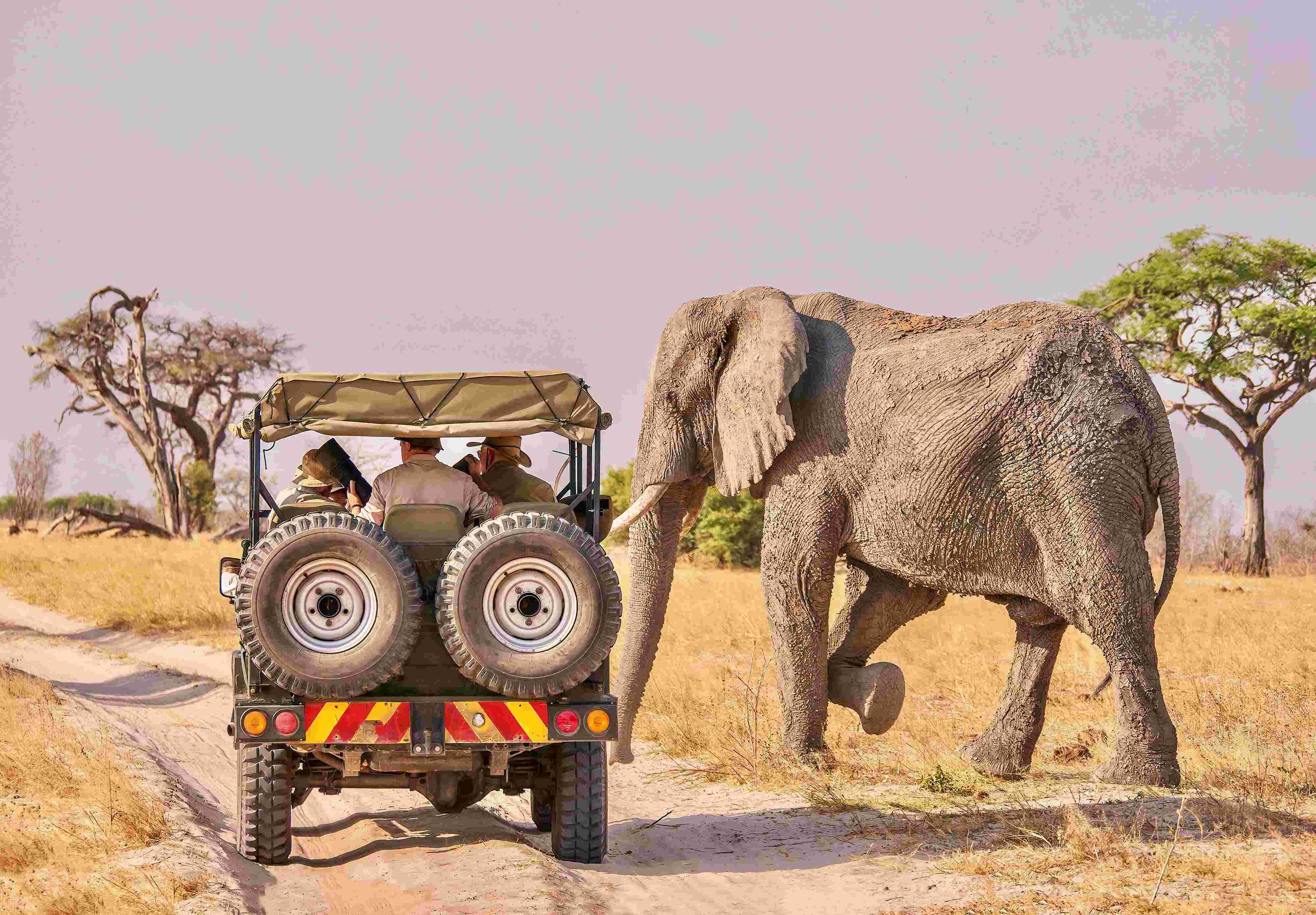 Elephant crossing in front of a safari vehicle