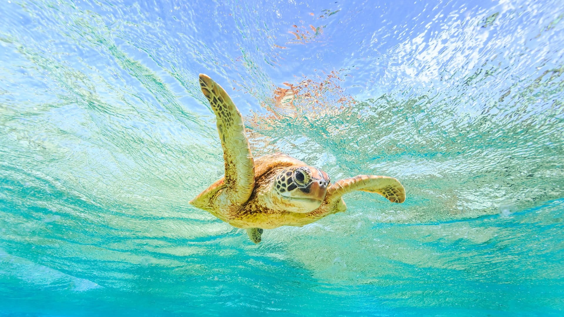 Australia A Green Sea Turtle giving a "high-five" while swimming in crystal clear waters over coral reef