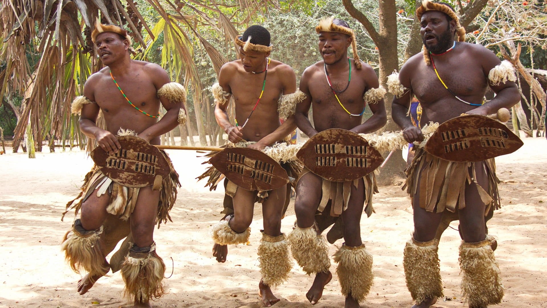 African Zulu traditional dancing in Zululand.