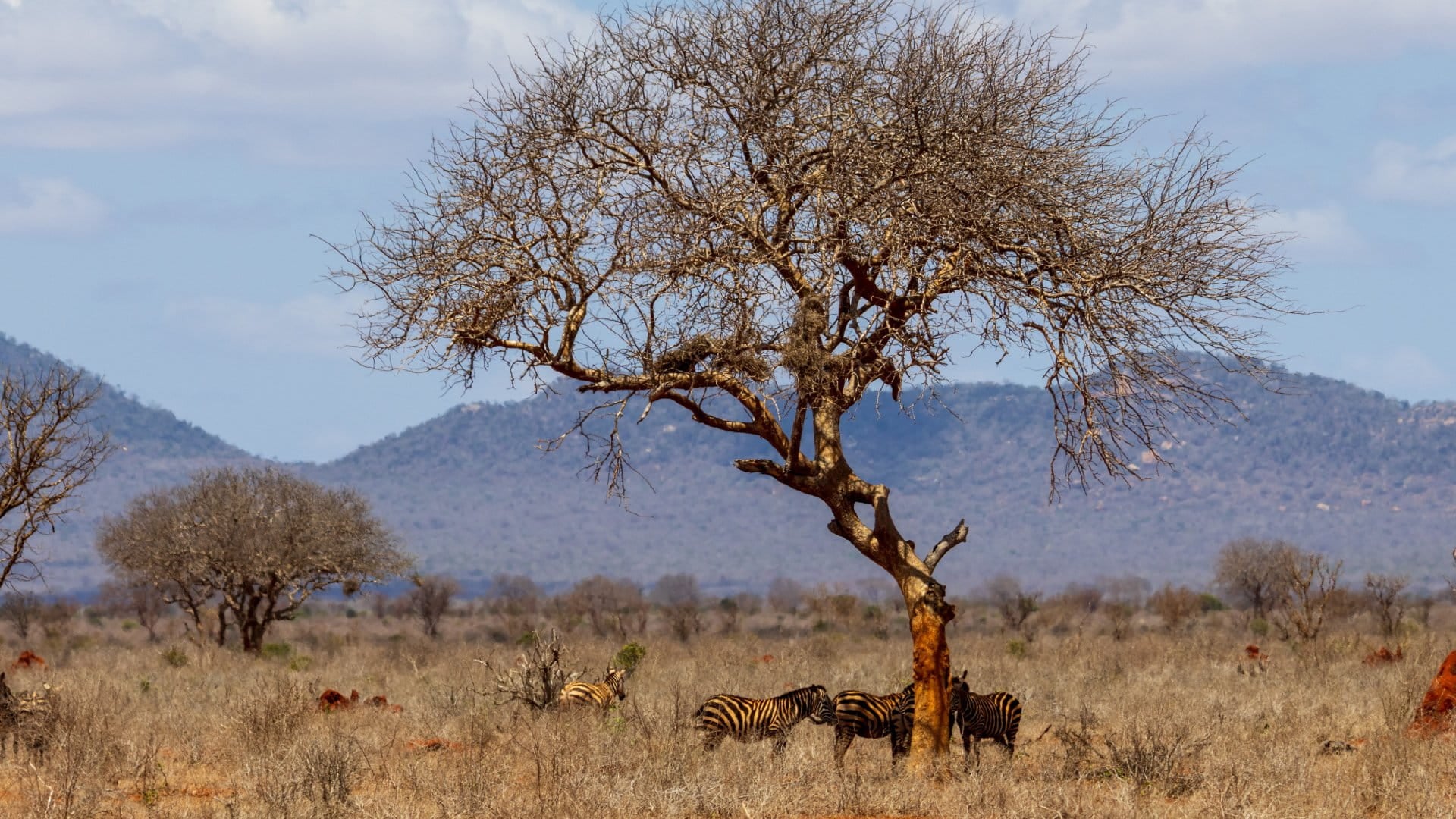 African tree with zebras