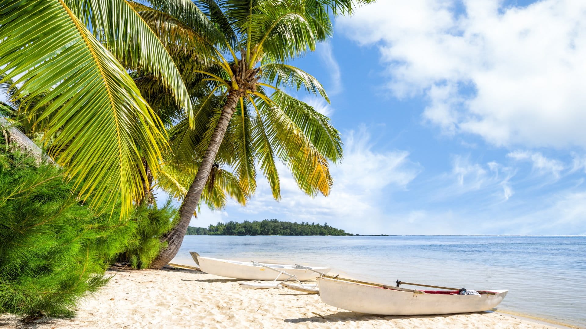 Beach vacation by the sea with palm trees and white sandy beach