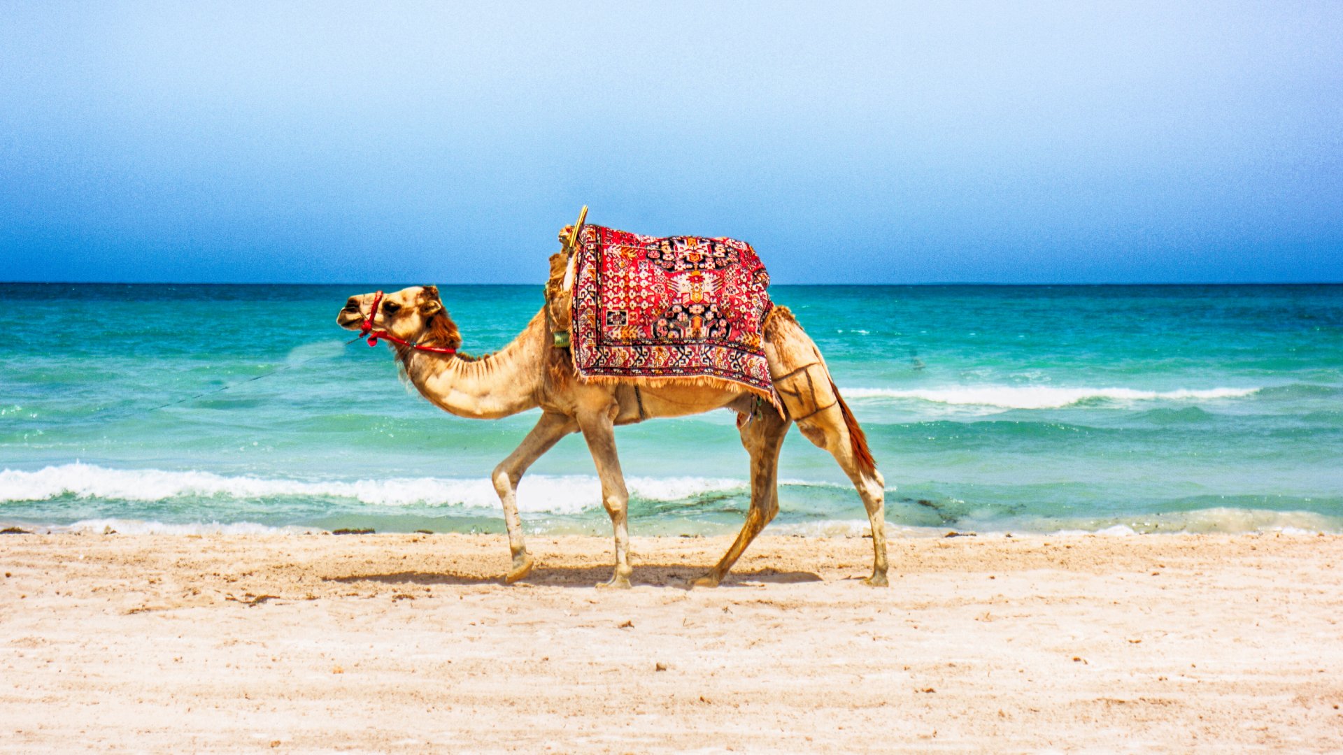 Camel walking on a Tunisian beach, Tunisia vacations
