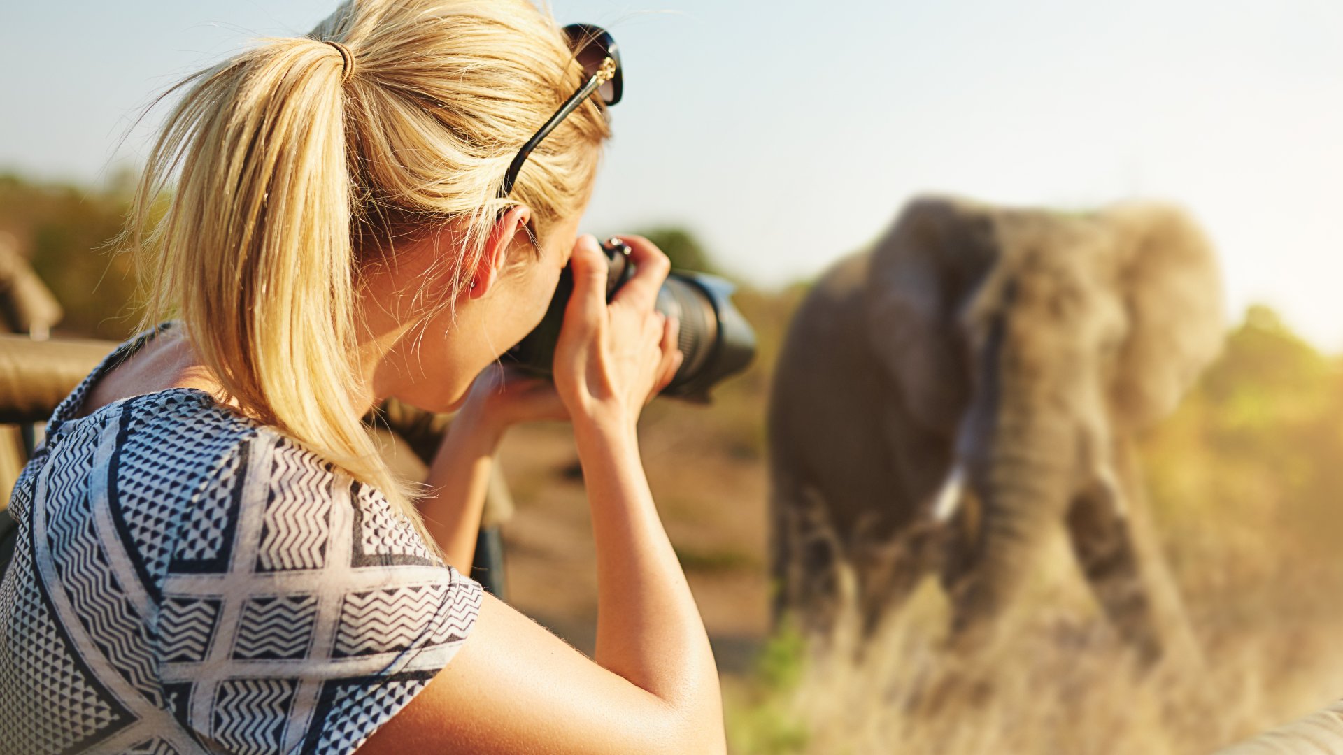 Capturing wildlife elephant