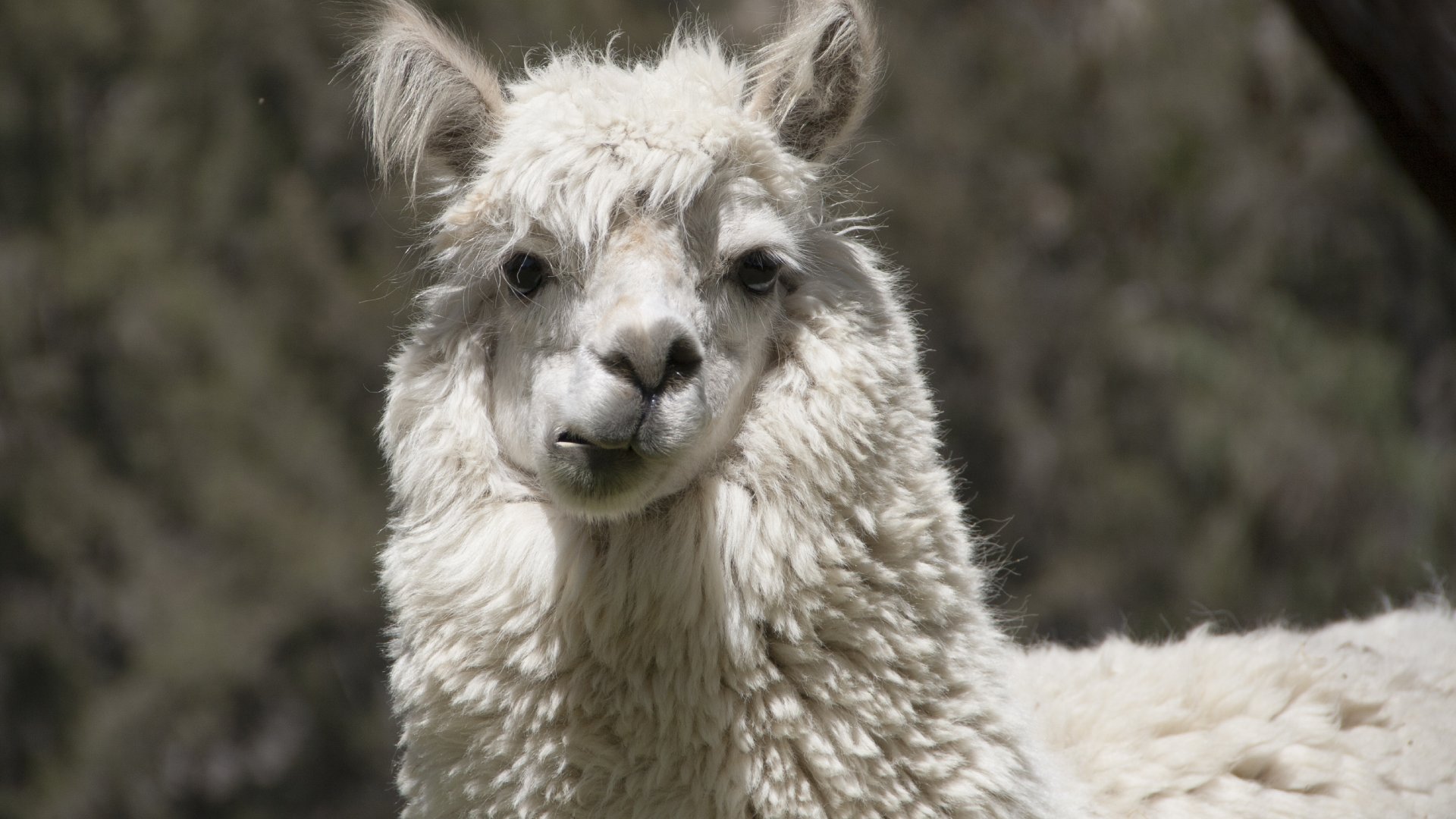 South America Chewing Llama, South America